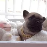 フレンチブルドッグ【千葉県・女の子・2025年5月19日・フォーン】の写真3「2025/06/22」