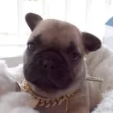 フレンチブルドッグ【千葉県・女の子・2025年5月19日・フォーン】の写真4「2025/06/22」