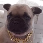 フレンチブルドッグ【千葉県・女の子・2025年5月19日・フォーン】の写真5「2025/06/22」