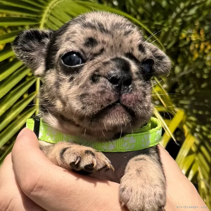 ID：2409-03502の子犬