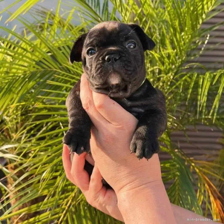 ID：2307-01882の子犬