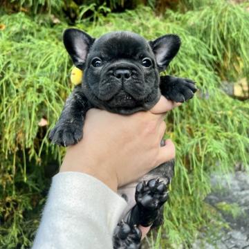 フレンチブルドッグ【千葉県・男の子・2022年9月12日・ブリンドル】の写真「元気でガチムチボディ 11/10で掲載終了予定」