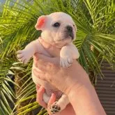 フレンチブルドッグ【千葉県・男の子・2023年5月29日・クリーム】の写真3「7月7日撮影♪」