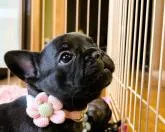 フレンチブルドッグ【千葉県・男の子・2022年9月12日・ブリンドル】の写真4「10月17日撮影」