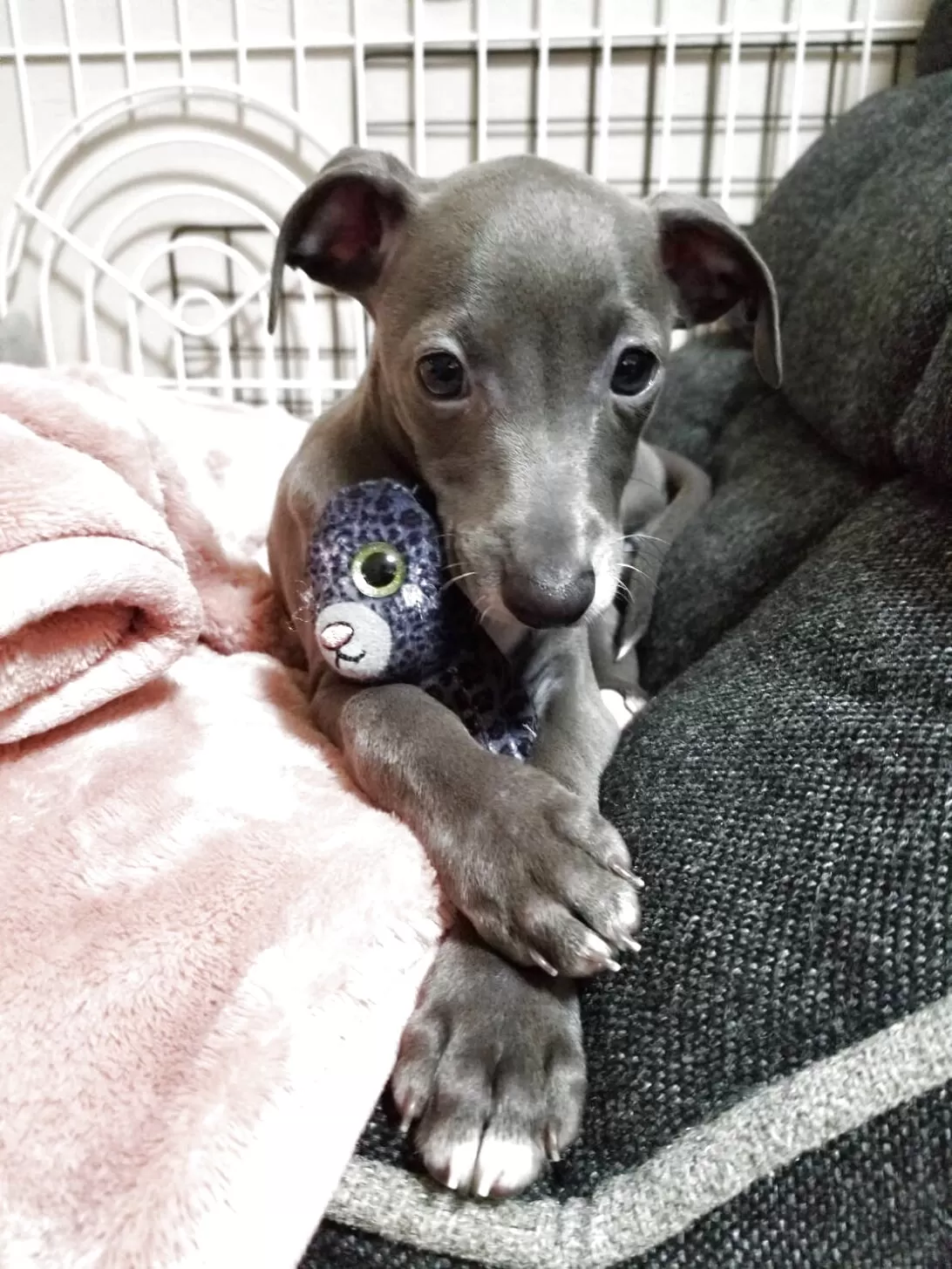 ID：2509-07981の子犬