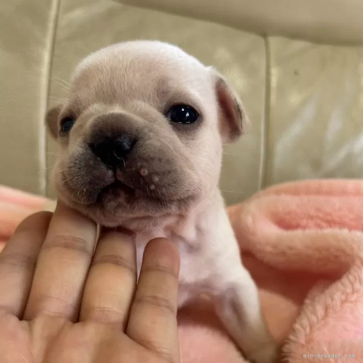 ID:2409-07090の子犬