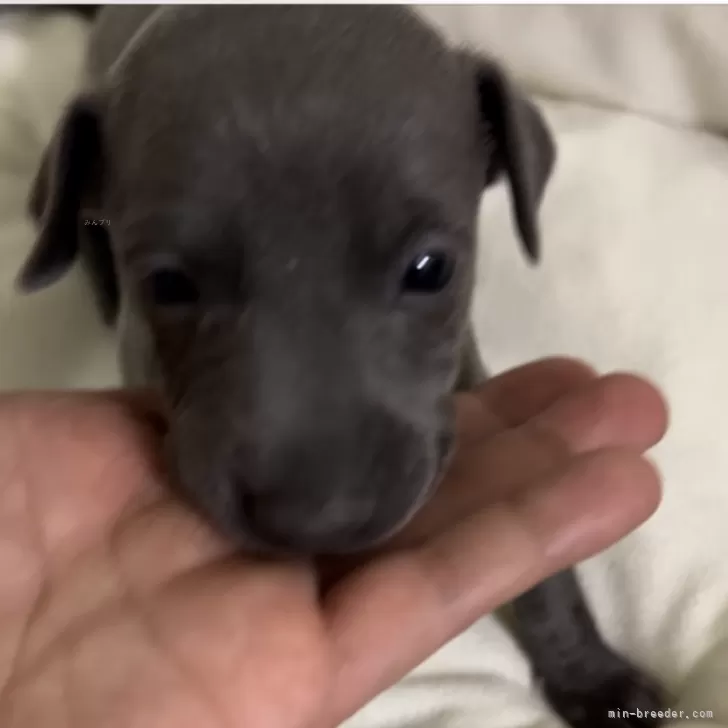 ID:2407-06138の子犬