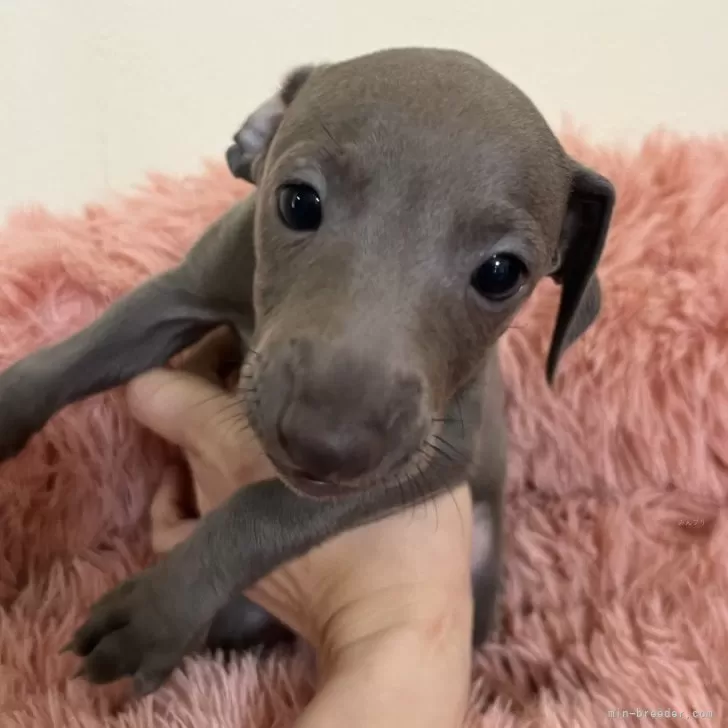 ID:2402-01951の子犬