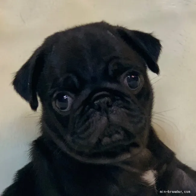 ID：2112-01729の子犬