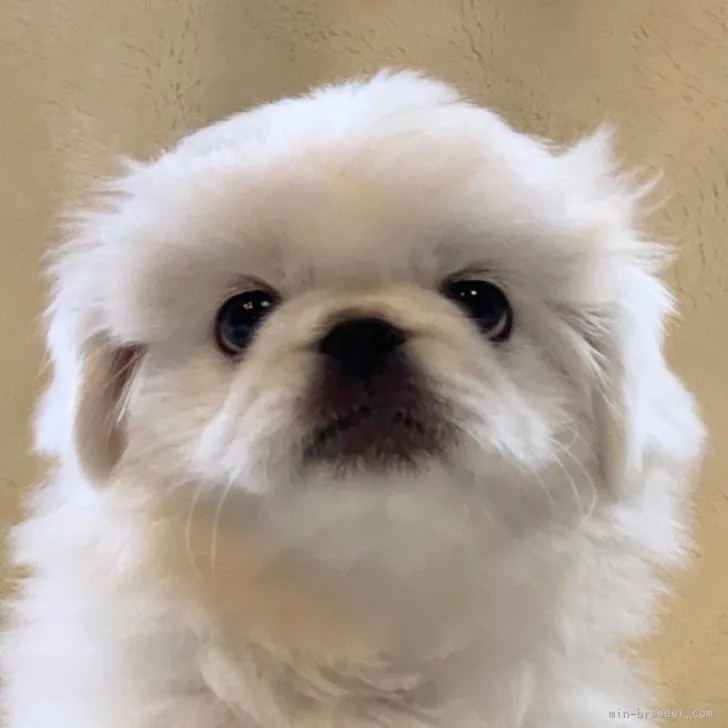 ID:2207-03071の子犬