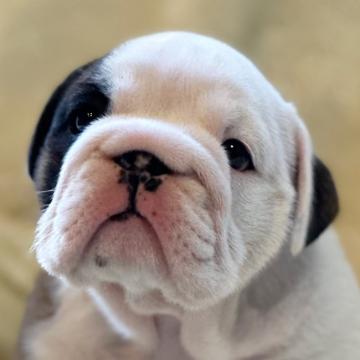 ブルドッグ【鹿児島県・女の子・2022年11月5日・レッド&ホワイト】の写真「ムチムチ可愛いブルドッグ♪」