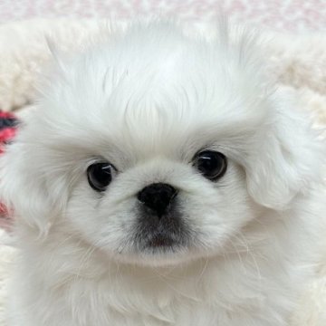 ペキニーズ【鹿児島県・男の子・2023年10月9日・ホワイト】の写真「もふもふ可愛い！白ペキちゃん♪」