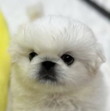 ペキニーズ【鹿児島県・女の子・2023年10月9日・ホワイト】の写真「コロコロ可愛いペキちゃん♪」