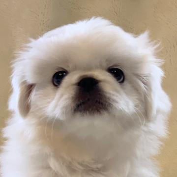 ペキニーズ【鹿児島県・女の子・2022年6月12日・ホワイト】の写真「コロコロ可愛いペキちゃん♪」