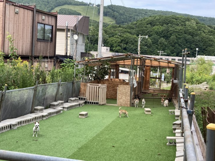 雨の日用の屋根付き運動エリアも。落ちてるのは落ち葉です。｜牧　章江(まき　あきえ)ブリーダー(北海道・ゴールデンレトリバーなど・JKC登録)の紹介写真4