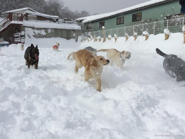 冬もワンズは元気に運動！｜牧　章江(まき　あきえ)ブリーダー(北海道・ゴールデンレトリバーなど・JKC登録)の紹介写真5