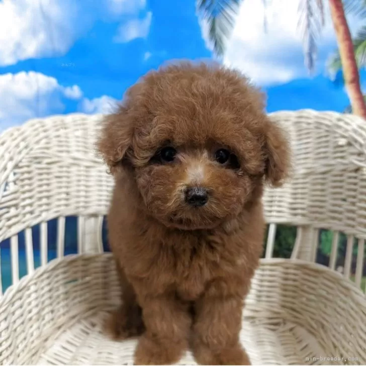 ID:2508-02091の子犬