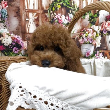 トイプードル(トイ)【愛知県・男の子・2025年6月5日・レッド】の写真「唯一無二の可愛いさ🩷」