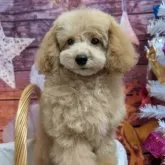 タイニープードル