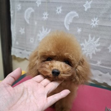 トイプードル(ティーカップ)【青森県・男の子・2024年6月22日・レッド】の写真「甘えん坊のお顔の可愛い男の子」