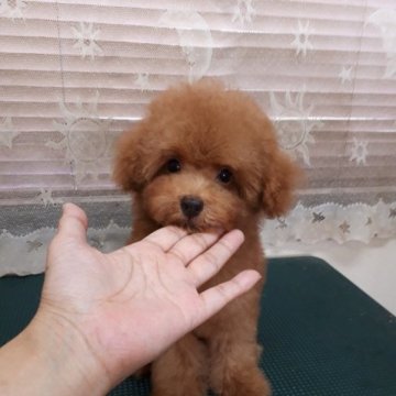 トイプードル(タイニー)【青森県・男の子・2023年5月13日・レッド】の写真「お鼻の詰まった小ぶりの男の子」