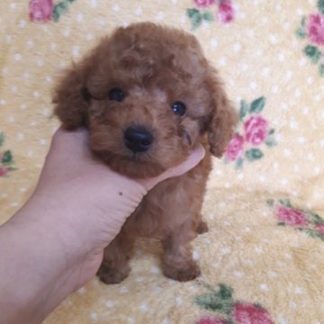 トイプードル(タイニー)【青森県・男の子・2023年1月31日・アプリコット】の写真「タイニーサイズの男の子」