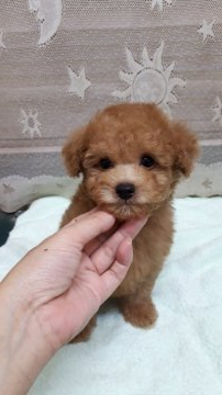 トイプードル(タイニー)【青森県・男の子・2021年7月8日・アプリコット】の写真「ティー～タイニー予想の男の子」