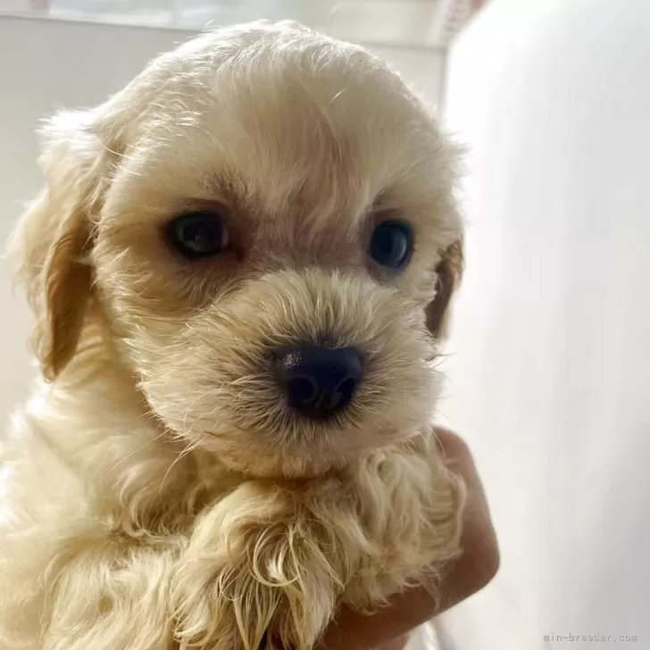 ID:2506-04592の子犬