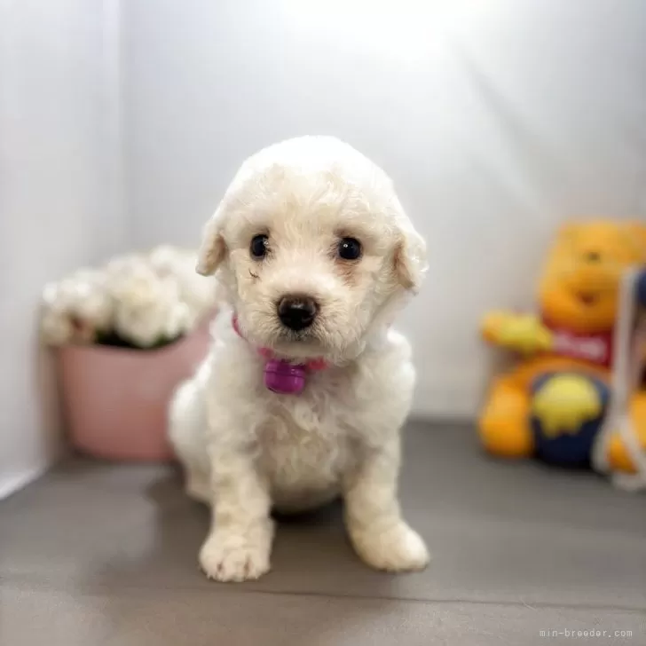ID：2509-04358の子犬