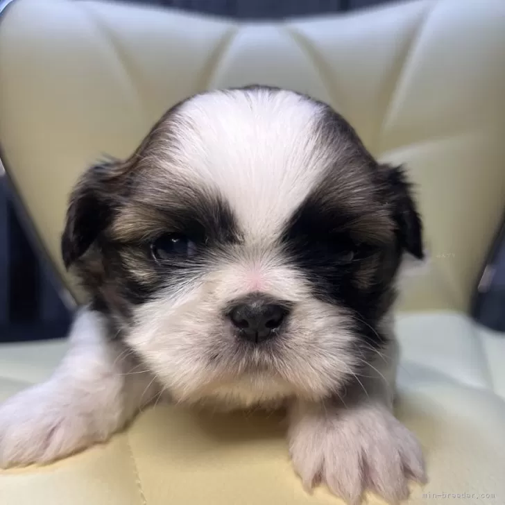 ID：2412-07896の子犬