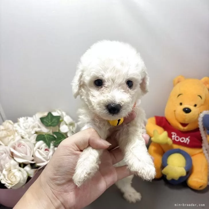 ID：2509-04359の子犬