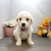 ビションフリーゼ