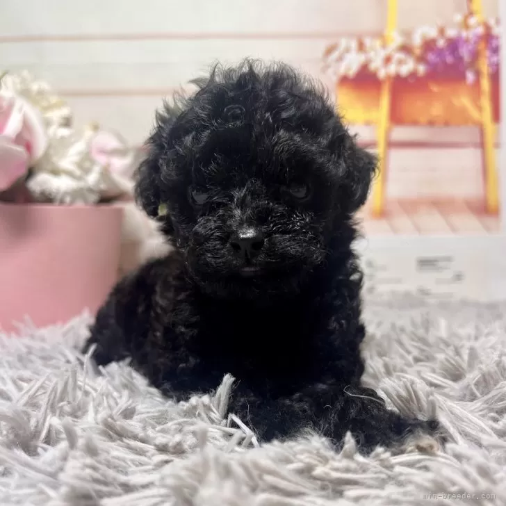 ID：2410-01458の子犬