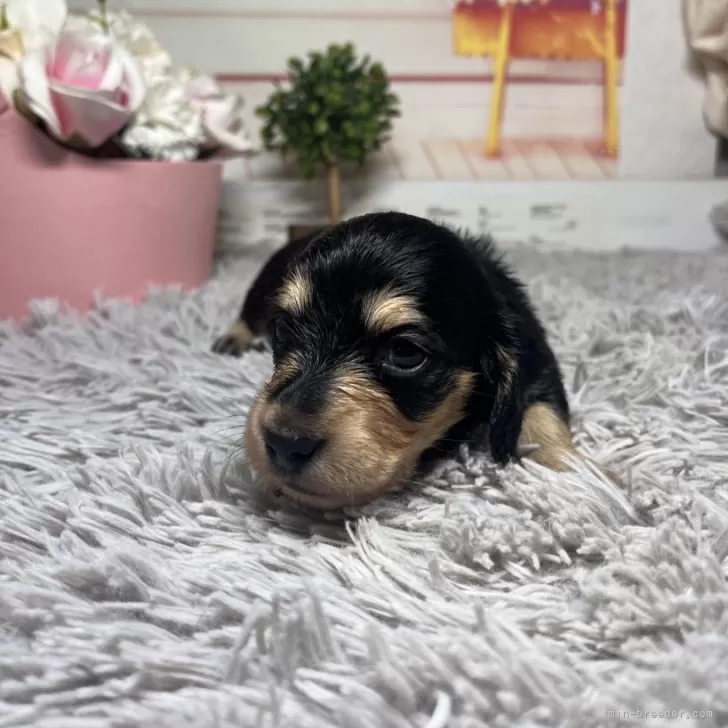 ID：2410-04993の子犬