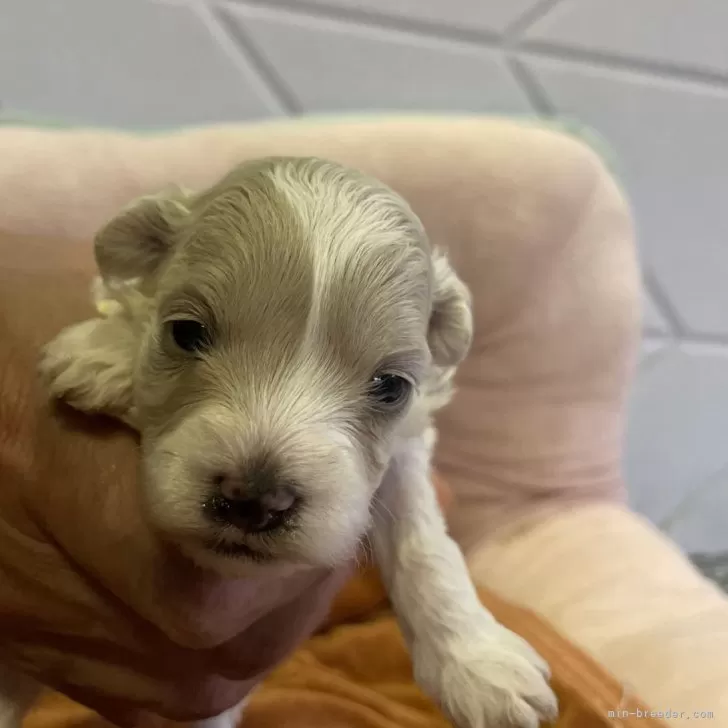 ID：2402-05122の子犬