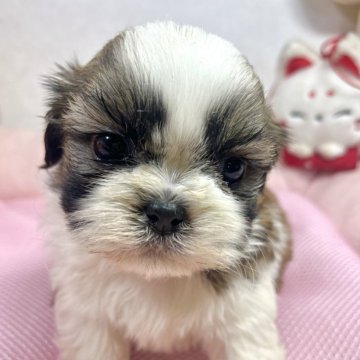 シーズー【岐阜県・男の子・2023年12月17日・ホワイト&ゴールド】の写真「おでこは【ハート♥️】」
