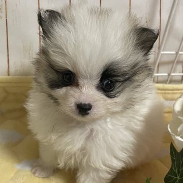 ポメラニアン【岐阜県・男の子・2024年3月22日・パ-ティ】の写真「人気のパーティカラ誕生」