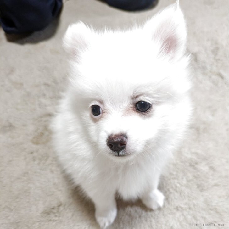 ブリーダー画像