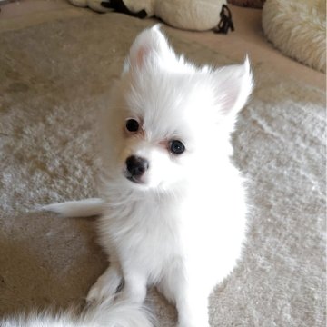 ポメラニアン【岐阜県・女の子・2025年10月1日・ホワイト】の写真「真っ白でとても元気で食欲を旺盛です」