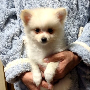 ポメラニアン【岐阜県・女の子・2024年10月19日・ホワイト】の写真「とても元気な明るい子です」