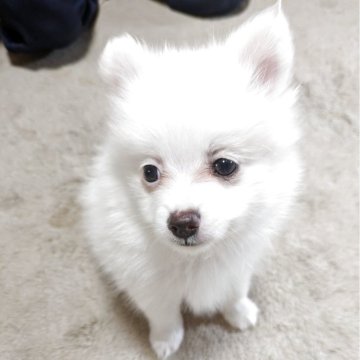 ポメラニアン【岐阜県・女の子・2025年10月1日・ホワイト】の写真「真っ白でとても元気で食欲を旺盛です」