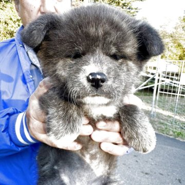 秋田犬【長野県・女の子・2025年9月11日・虎毛】の写真「小柄でおとなしい女の子です。」