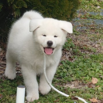秋田犬【長野県・男の子・2024年9月25日・白】の写真「元気いっぱい、虎毛の両親から出た貴重な白です。」