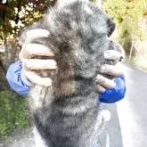 秋田犬【長野県・女の子・2025年9月11日・虎毛】の写真2