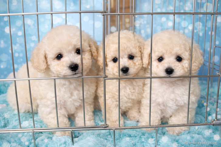 菅原ひとみブリーダーのブログ：ホワイト3兄弟姉妹記念撮影❣