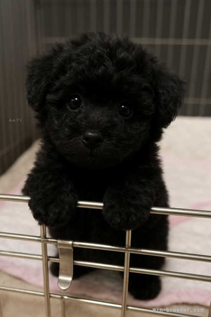 菅原ひとみブリーダーのブログ：お迎え来ました❣