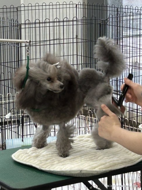 菅原ひとみブリーダーのブログ：預けてる子供達の写真来ました