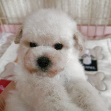 トイプードル(タイニー)【北海道・男の子・2025年9月19日・ホワイト】の写真「クリクリお目目がとても可愛い坊やです」