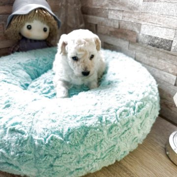 トイプードル(タイニー)【北海道・男の子・2025年11月9日・ホワイト】の写真「甘えん坊です」