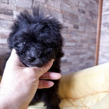 トイプードル(タイニー)【北海道・男の子・2025年10月19日・グレー】の写真「小さくて可愛い男の子です」